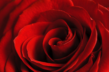beautiful red rose