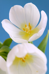 Fototapeta na wymiar weiße tulpen