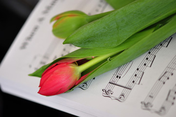 Musik sagt mehr als Worte