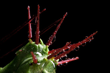 Obraz premium a sharp cactus