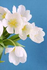 Naklejka na ściany i meble blumenstrauß-weiße tulpen