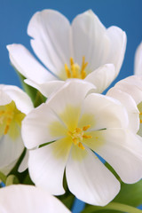 Fototapeta na wymiar blumen-weiße tulpen