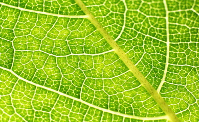 Green leaf close-up.