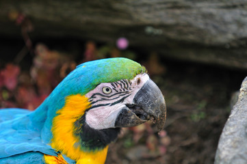 ルリコンゴウインコ