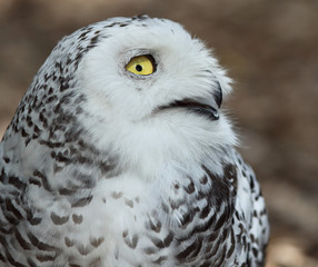 Close-up profile portrait of Snowy owl (Bubo scandiacus) smiling