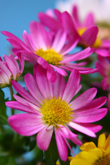 blumen-chrysanthemen