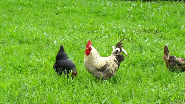 cock and hens