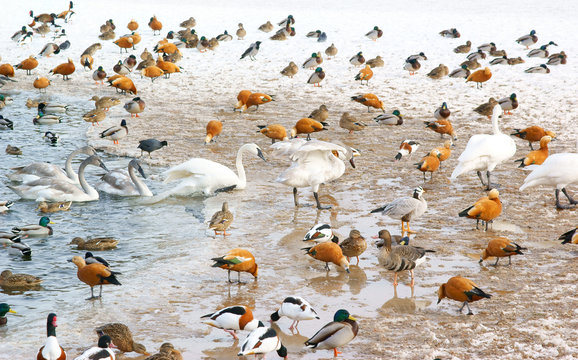 Birds in the winter lake