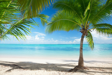 Fototapeta na wymiar Caribbean sea and coconut palms