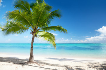 Naklejka na ściany i meble Caribbean sea and coconut palm
