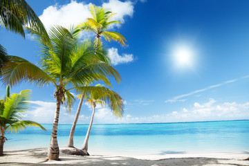 Caribbean sea and coconut palms