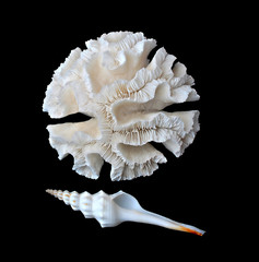 coral and seashell © Dmitry