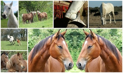 chevaux