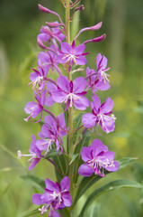 Obraz premium Purple Alpine Fireweed in Colorado