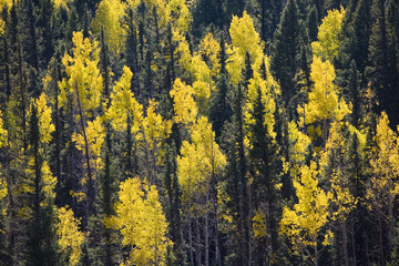 Golden Aspen trees and pine forest in the fall