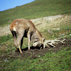 Hirsch_115828