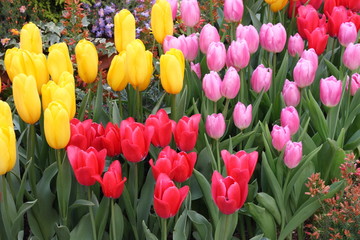 カラフル　チューリップ