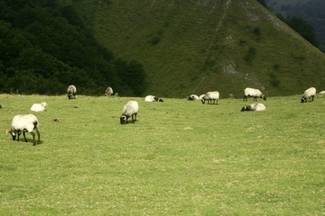 Green meadow with Pyrenees sheeps