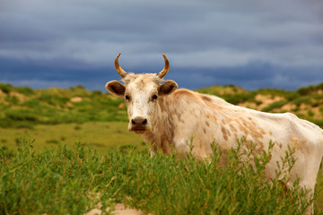 white cattle