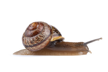 Garden snail