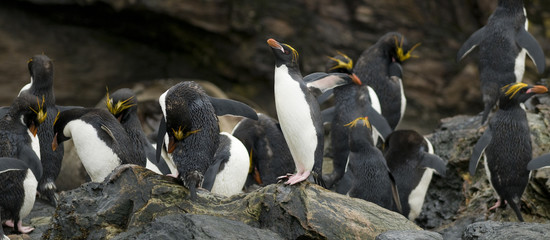Macaroni Penguins