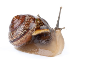 Garden snail