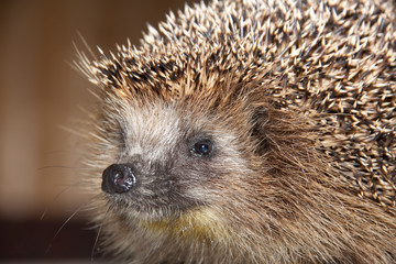 Hedgehog