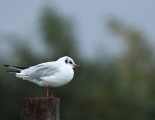 Fototapeta premium seagull.