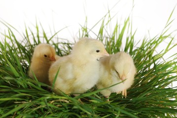 nestlings on cluster of grass