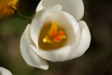 crocus blanc