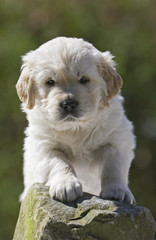 Golden Retriever Welpe