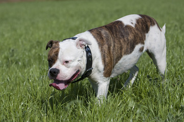 Amerikanische Bulldogge