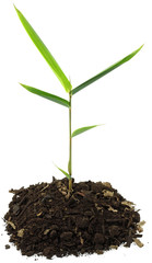 jeune bambou fond blanc