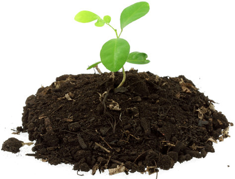 jeune plant "buis de Chine", murraya exotica, fond blanc