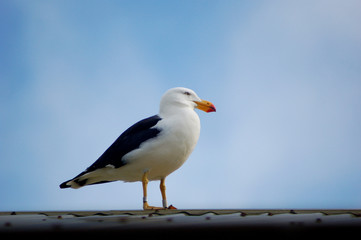 Pacific Gull, Australia