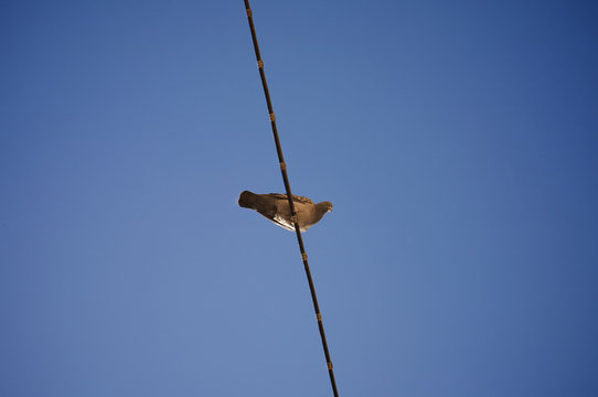 the acrobat.