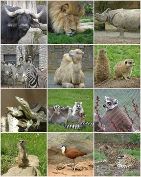 Zwierzęta w ogrodzie zol\ologicznym - kolaż