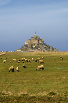 Moutons de Pr&eacute;-sal&eacute; du Mont