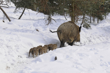 Bache mit Frischlingen