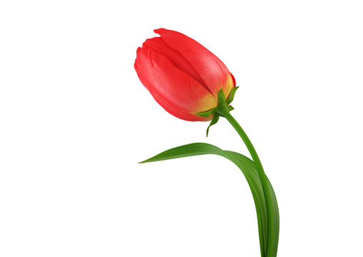 Tulip isolated HQ render