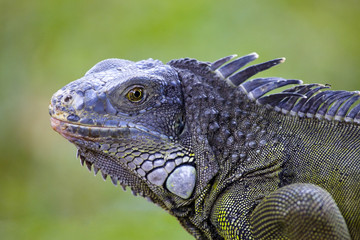 Big Iguana