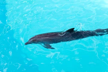  De Dolfijn © Konstantin Kulikov