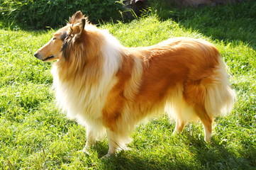 Beautiful Rough Collie dog on the sunny field.