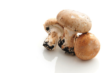 Champignon de Paris rosé