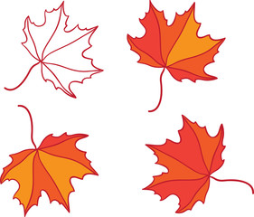 maple