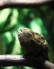 close-up portrait of a very tiny and very cute pygmy marmoset