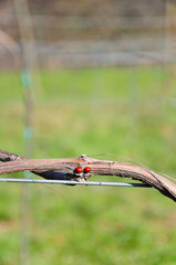 due coccinelle rosse