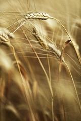 Ears of ripe barley ready for harvest growing in a farm field