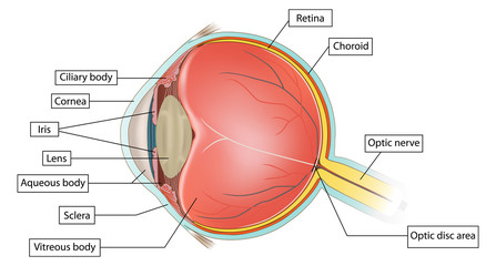eye anatomy