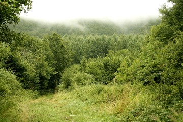 Cloudy day in the forest meadow green